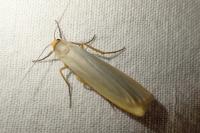 Eilema caniola
