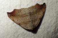 Laspeyria flexula