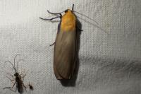 Lithosia quadra
