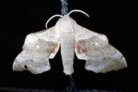Laothoe populi