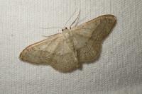 Idaea aversata