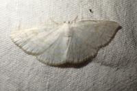 Cabera exanthemata