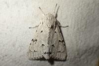 Acronicta leporina