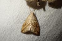 Evergestis forficalis
