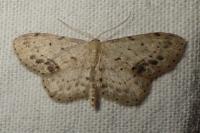 Idaea dimidiata