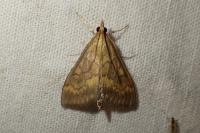 Ostrinia nubilalis