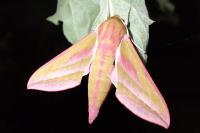 Deilephila elpenor