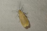 Wittia sororcula