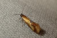 Batia lunaris