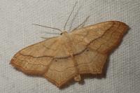 Scopula imitaria
