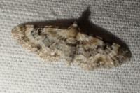 Eupithecia pulchellata