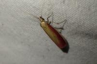 Oncocera semirubella