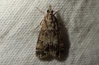 Eudonia lacustrata