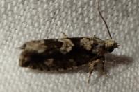 Zeiraphera isertana