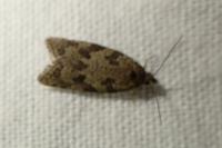 Cnephasia