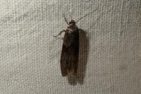 Blastobasis glandulella