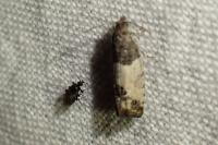 Spilonota ocellana