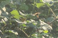 Ochlodes sylvanus