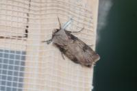 Agrotis puta