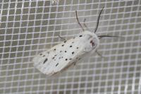 Spilosoma lubricipeda