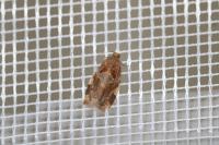 Archips xylosteana