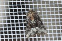 Oligia latruncula/strigilis/versicolor