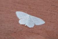 Idaea subsericeata