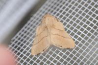 Malacosoma neustria