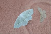 Campaea margaritaria