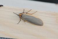 Katha depressa