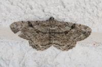 Peribatodes rhomboidaria