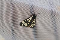 Arctia villica