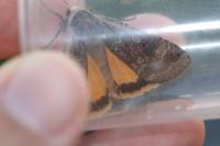 Noctua pronuba