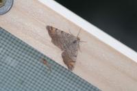 Macaria liturata