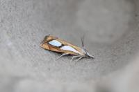 Catoptria pinella