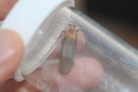 Lithosia quadra