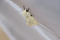Spilarctia lutea