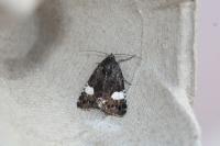 Tyta luctuosa