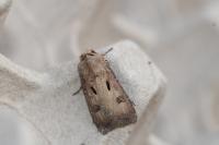 Agrotis exclamationis