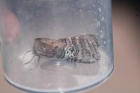 Tethea ocularis