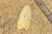 Cybosia mesomella