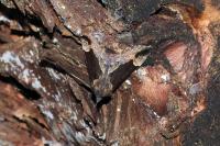 Hypena crassalis