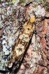 Triaxomera parasitella