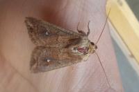 Mythimna albipuncta