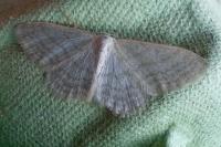 Idaea subsericeata