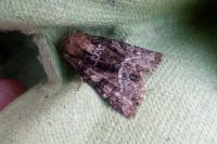 Oligia strigilis