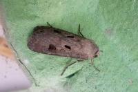 Agrotis exclamationis