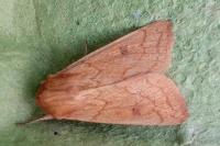 Mythimna vitellina
