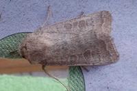 Hoplodrina ambigua