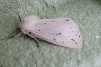 Spilosoma lubricipeda